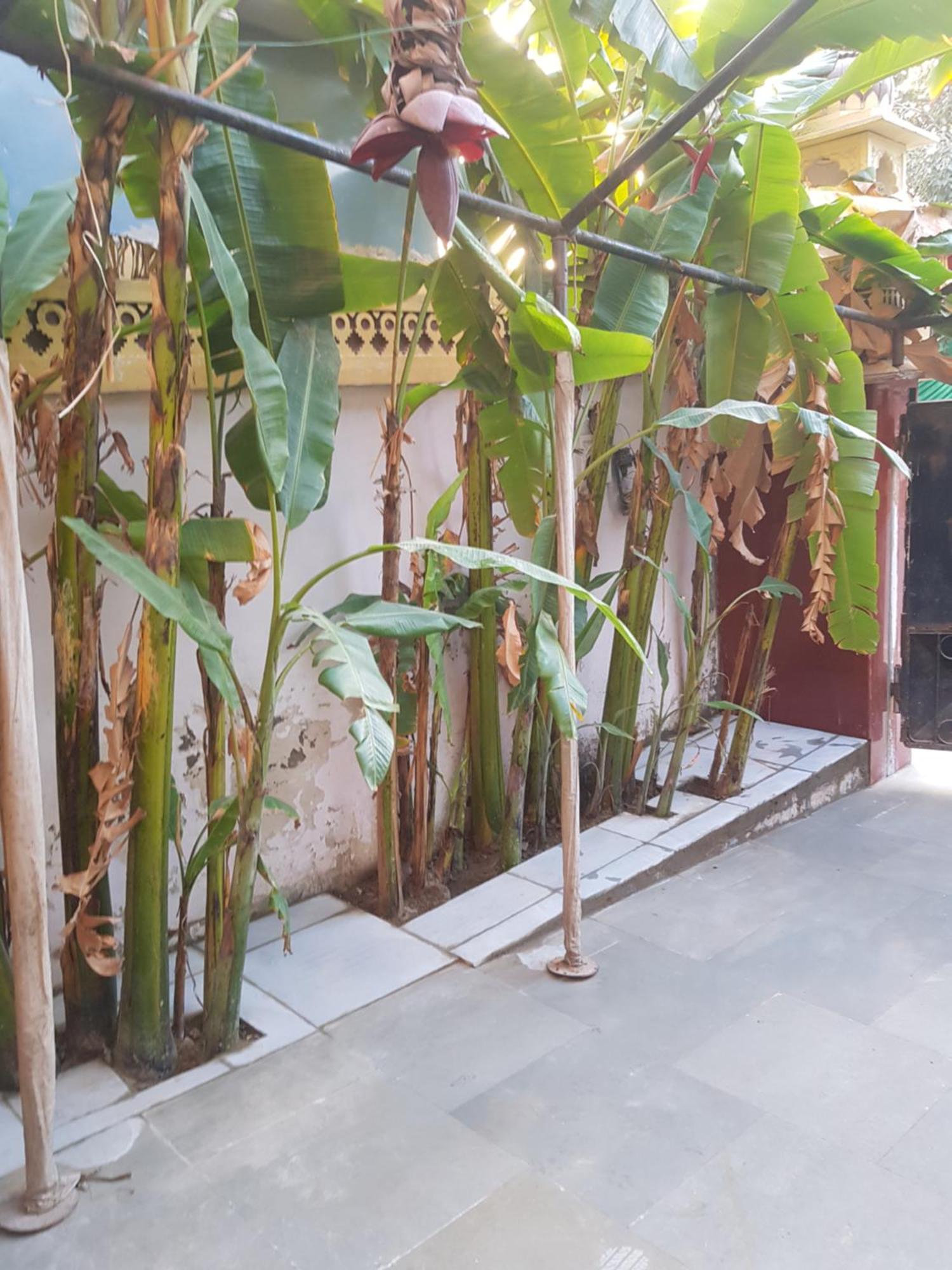 Sureli Haveli Lejlighed Jaipur Værelse billede